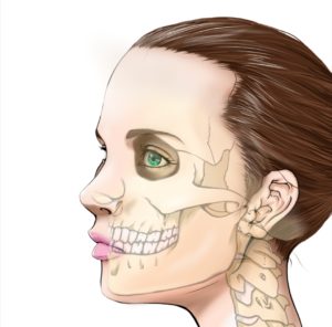 顔の骨格が分かる美容用女性の横顔イラスト