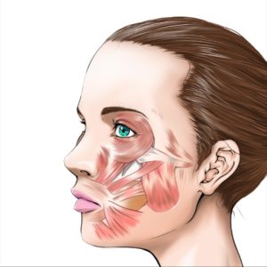 顔の筋肉が分かる美容用女性の横顔イラスト
